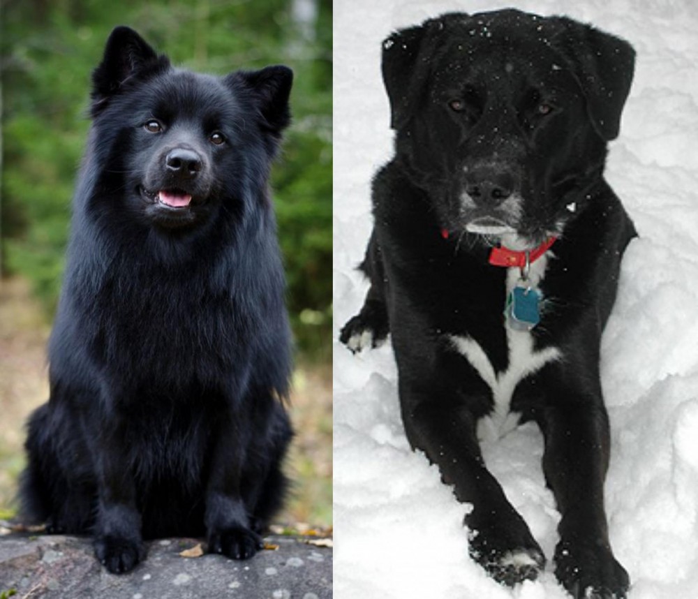 St. John's Water Dog vs Swedish Lapphund - Breed Comparison