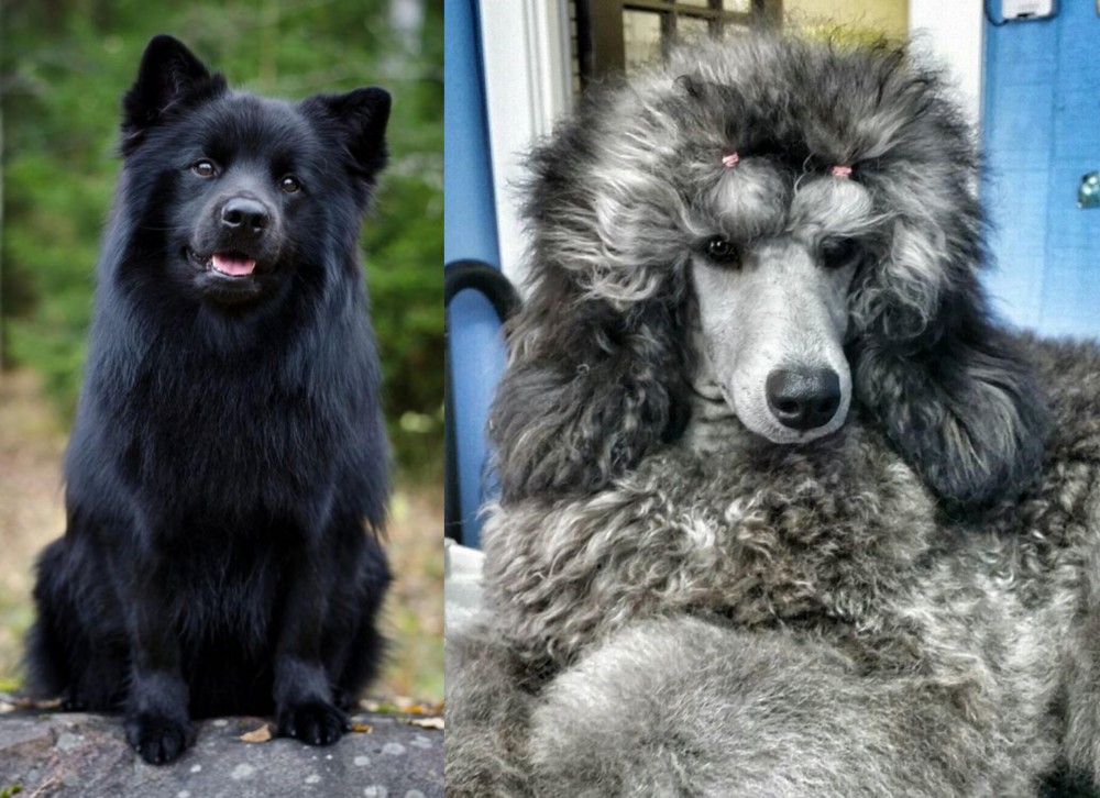 Standard Poodle vs Swedish Lapphund - Breed Comparison