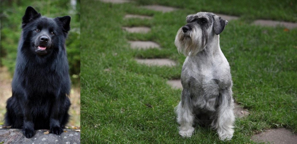 Standard Schnauzer vs Swedish Lapphund - Breed Comparison