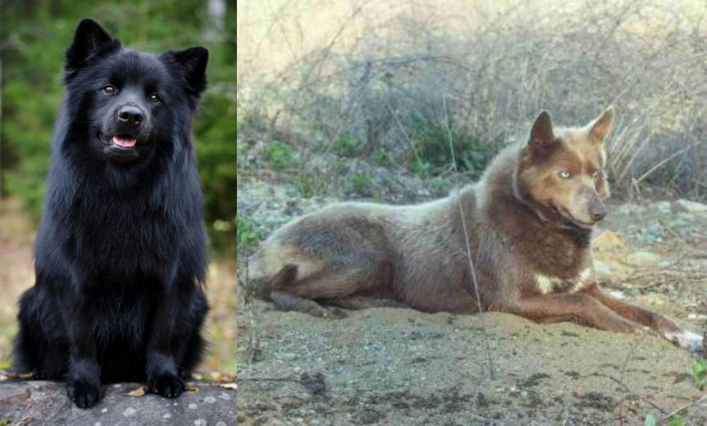 Tahltan Bear Dog vs Swedish Lapphund - Breed Comparison