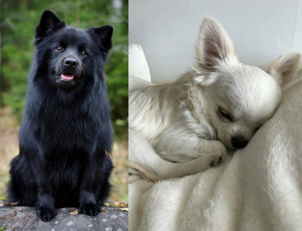 Tea Cup Chihuahua vs Swedish Lapphund - Breed Comparison