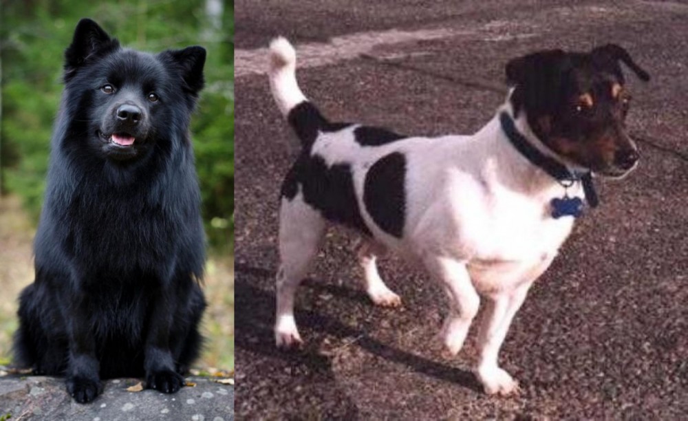 Teddy Roosevelt Terrier vs Swedish Lapphund - Breed Comparison
