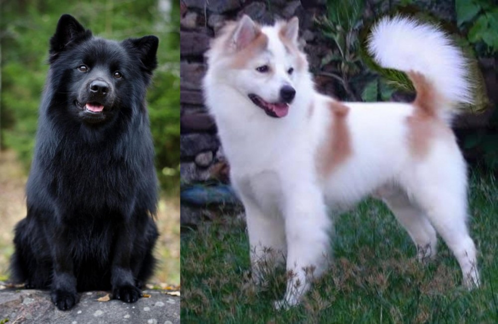 Thai Bangkaew vs Swedish Lapphund - Breed Comparison