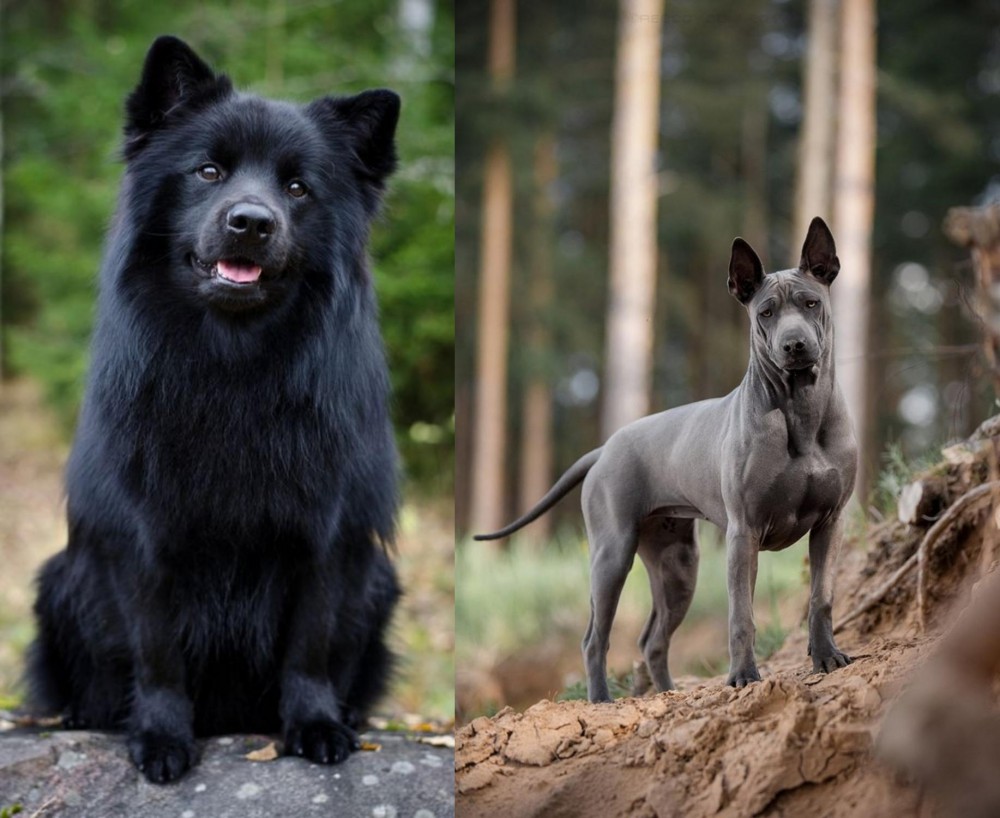 Thai Ridgeback vs Swedish Lapphund - Breed Comparison