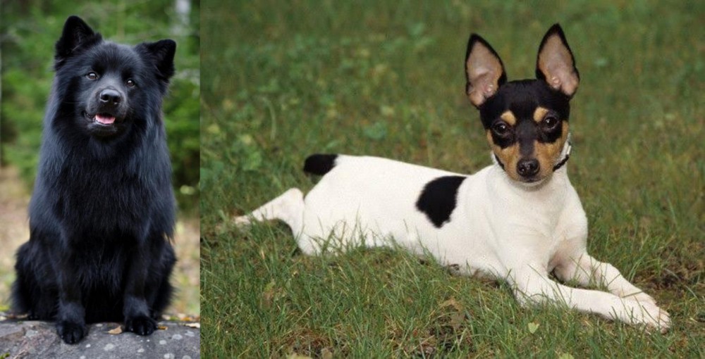Toy Fox Terrier vs Swedish Lapphund - Breed Comparison