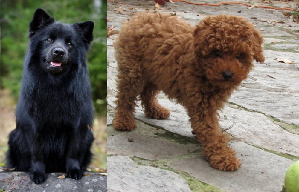 Toy Poodle vs Swedish Lapphund - Breed Comparison