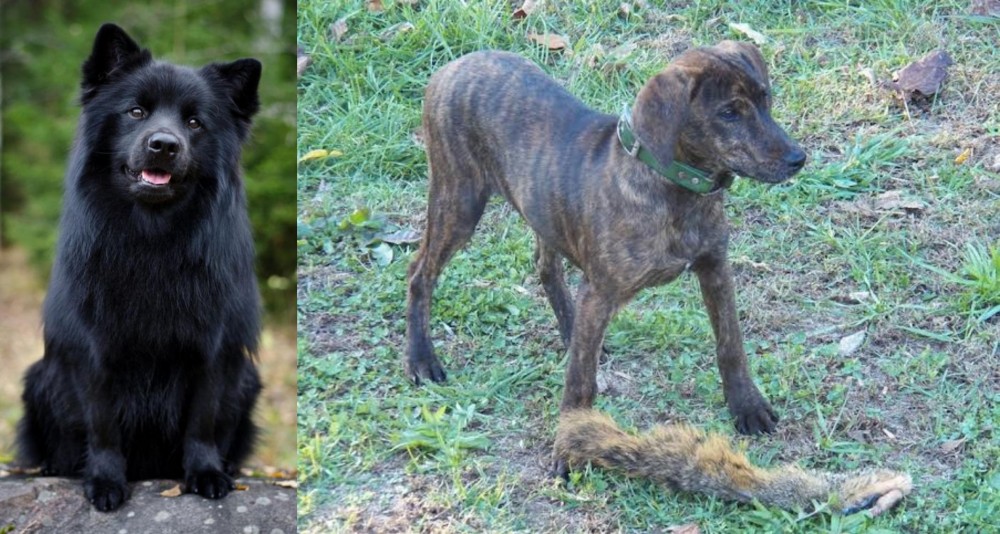 Treeing Cur vs Swedish Lapphund - Breed Comparison