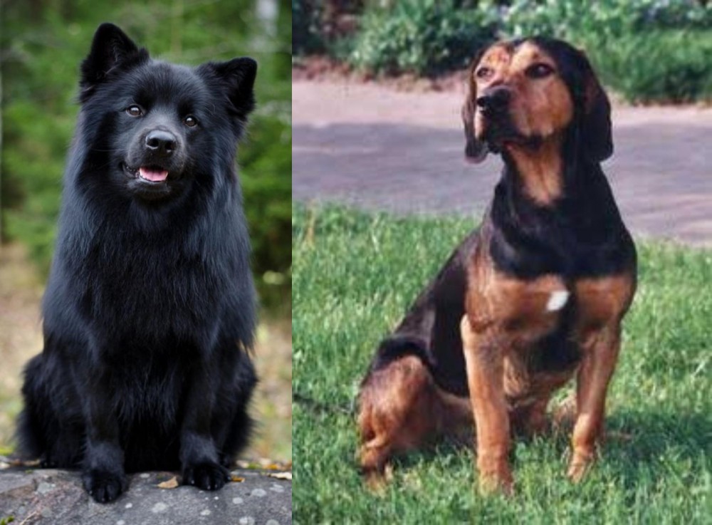Tyrolean Hound vs Swedish Lapphund - Breed Comparison