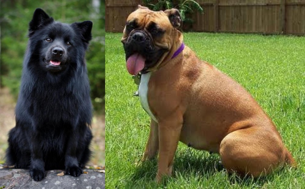 Valley Bulldog vs Swedish Lapphund - Breed Comparison