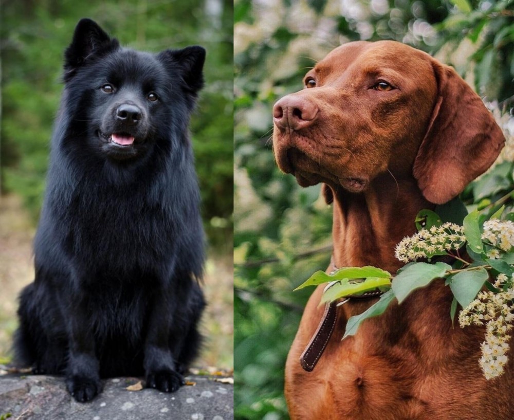 Vizsla vs Swedish Lapphund - Breed Comparison