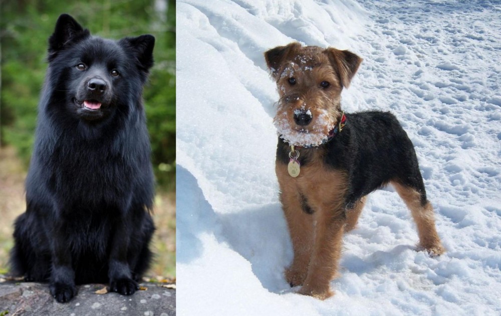 Welsh Terrier vs Swedish Lapphund - Breed Comparison