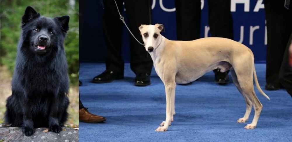 Whippet vs Swedish Lapphund - Breed Comparison