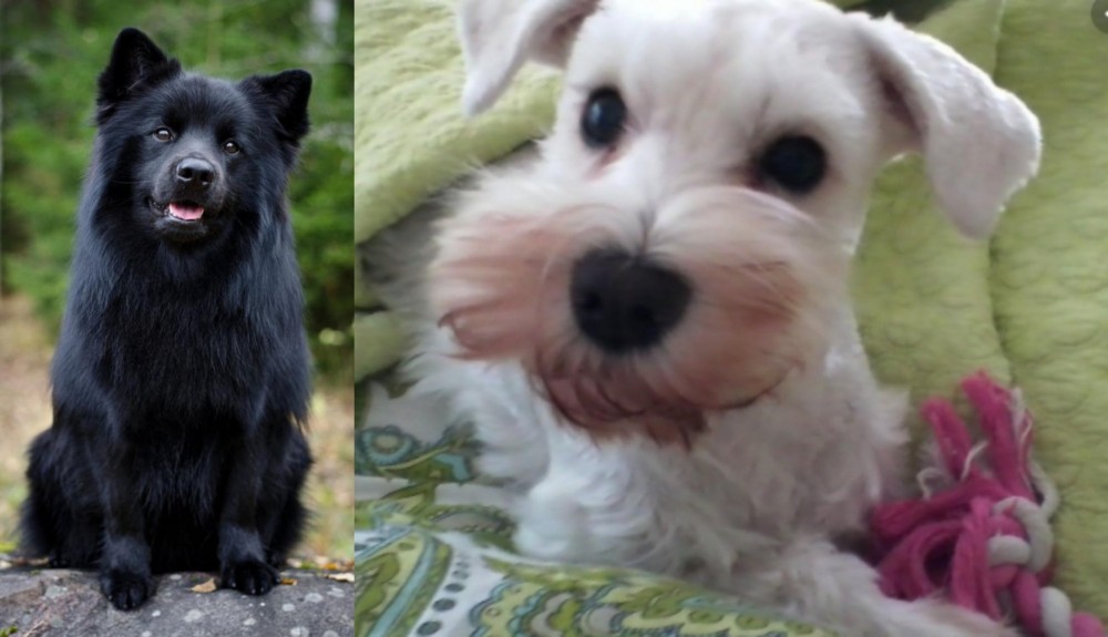 White Schnauzer vs Swedish Lapphund - Breed Comparison