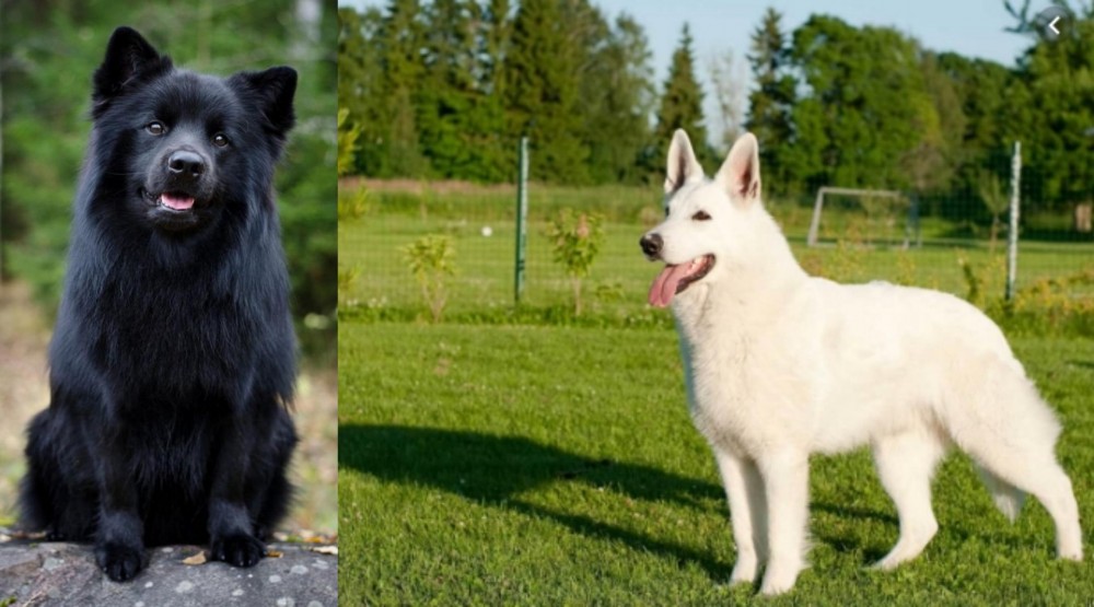 White Shepherd vs Swedish Lapphund - Breed Comparison