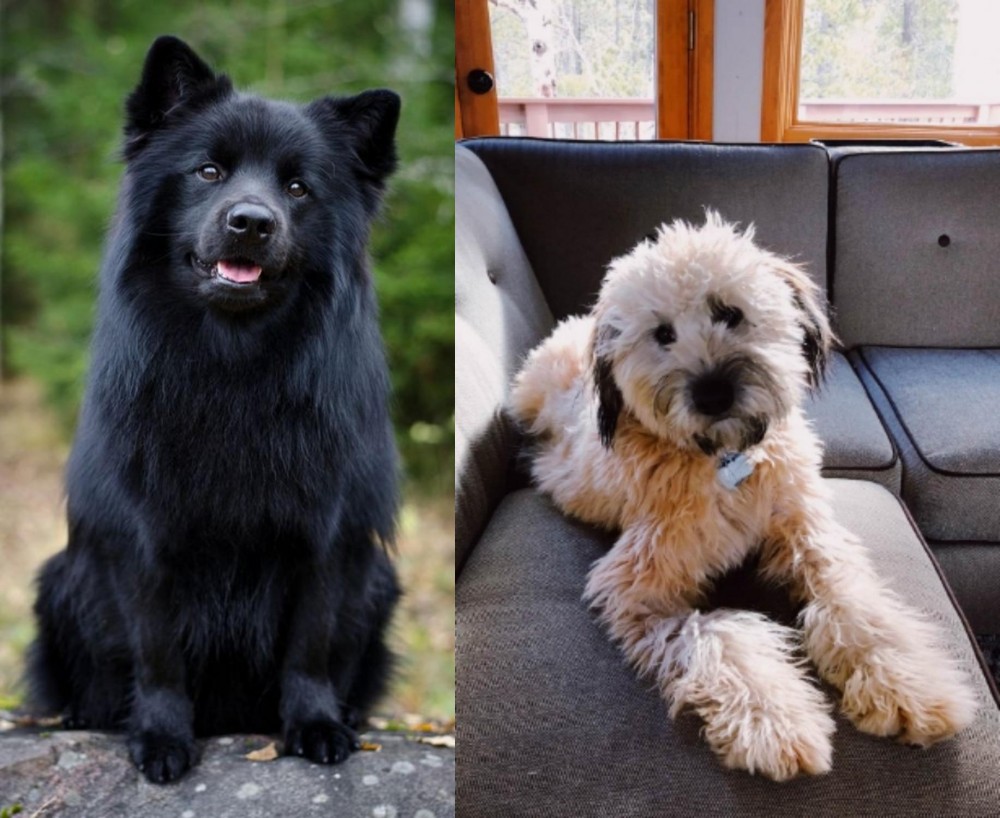 Whoodles vs Swedish Lapphund - Breed Comparison
