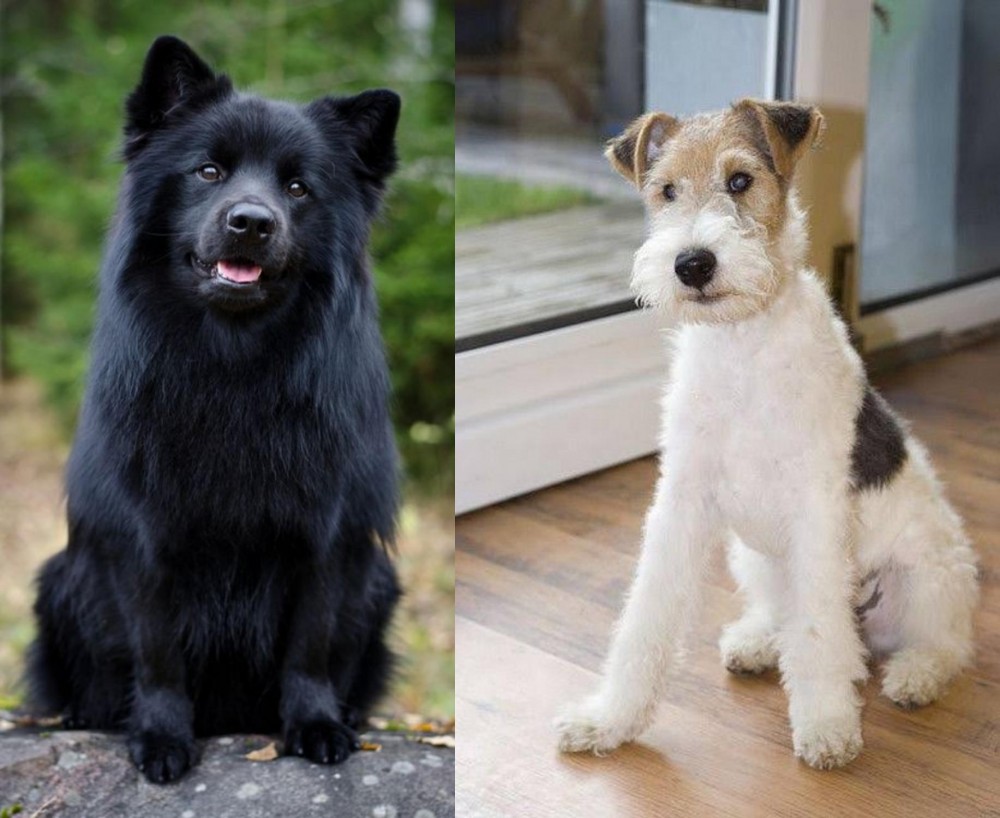 Wire Fox Terrier vs Swedish Lapphund - Breed Comparison