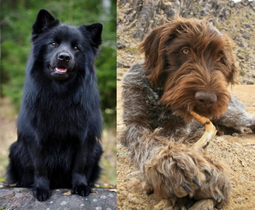 Wirehaired Pointing Griffon vs Swedish Lapphund - Breed Comparison