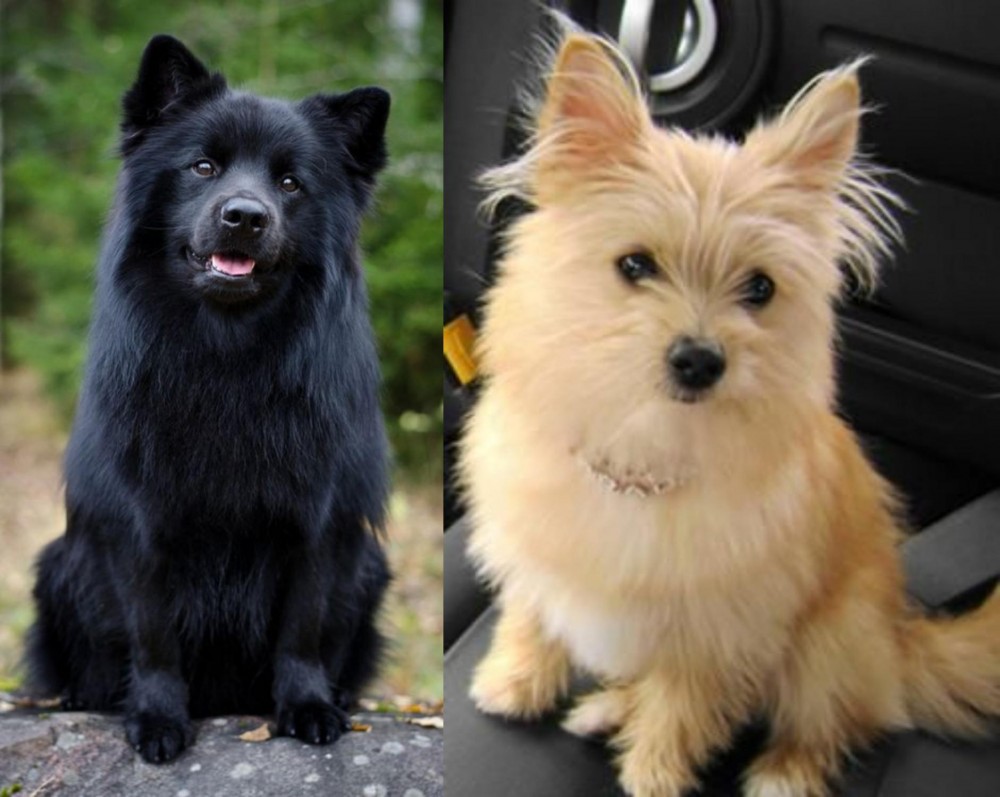 Yoranian vs Swedish Lapphund - Breed Comparison
