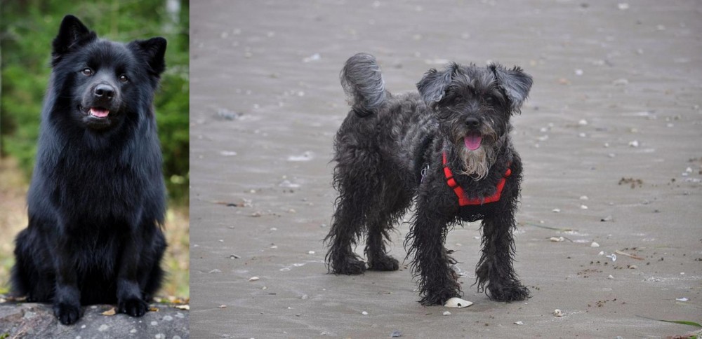 YorkiePoo vs Swedish Lapphund - Breed Comparison