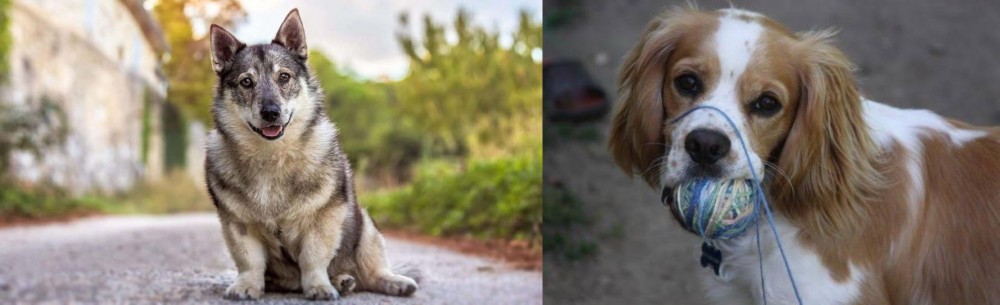 Cockalier vs Swedish Vallhund - Breed Comparison