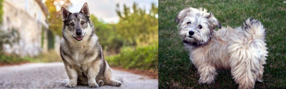 Havapoo vs Swedish Vallhund - Breed Comparison