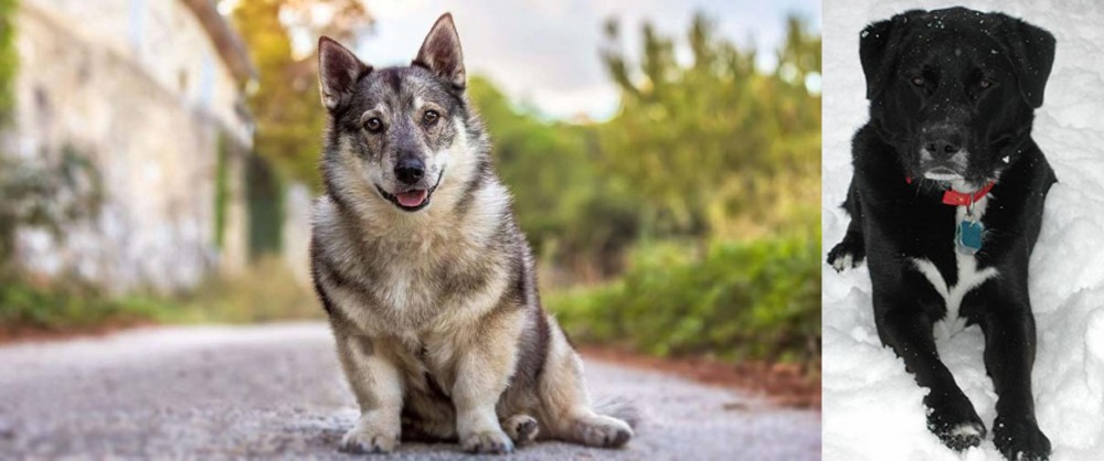 St. John's Water Dog vs Swedish Vallhund - Breed Comparison