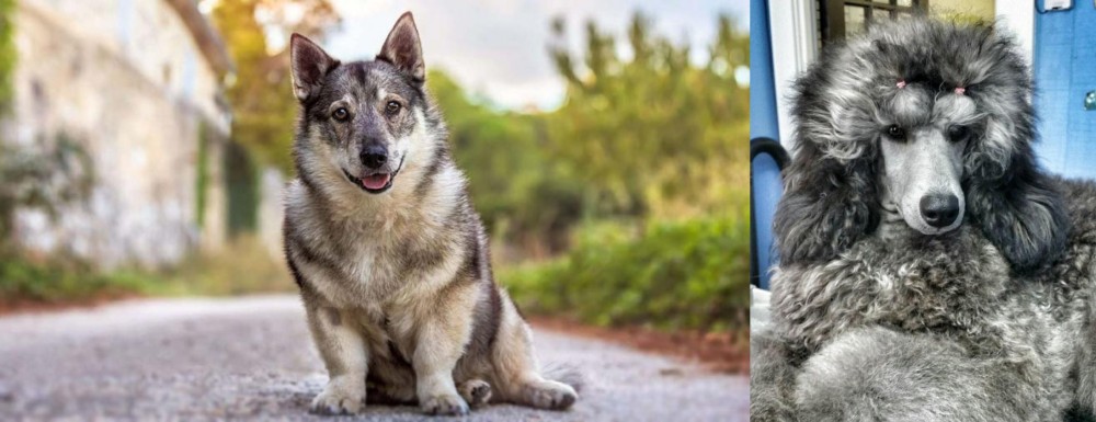 Standard Poodle vs Swedish Vallhund - Breed Comparison