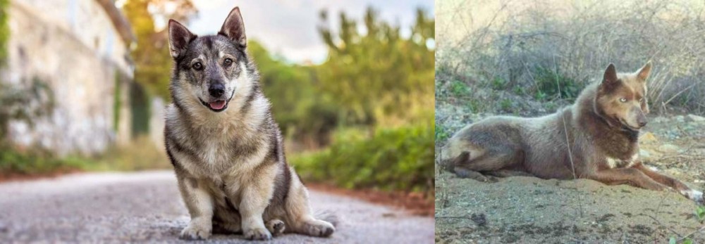 Tahltan Bear Dog vs Swedish Vallhund - Breed Comparison