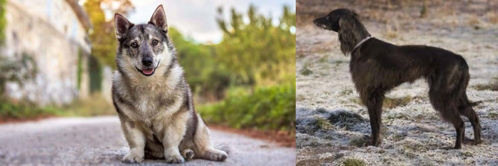 Taigan vs Swedish Vallhund - Breed Comparison