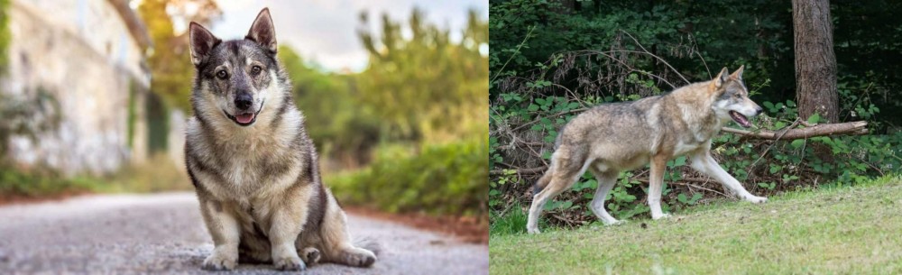 Tamaskan vs Swedish Vallhund - Breed Comparison