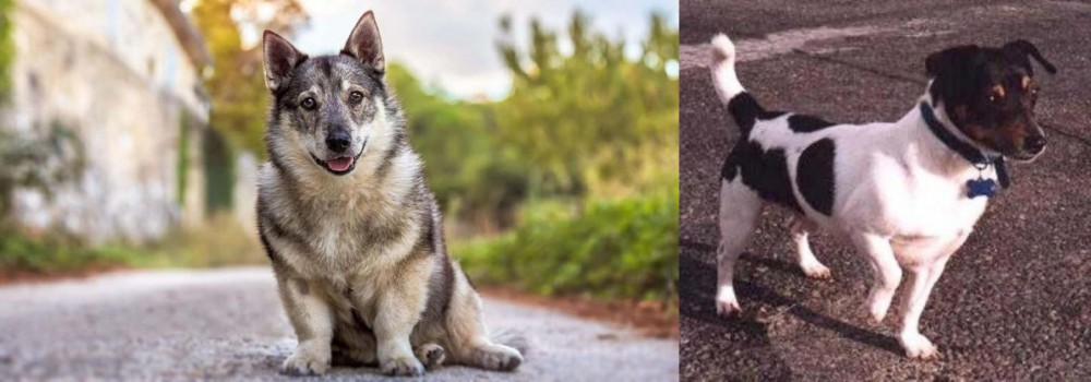 Teddy Roosevelt Terrier vs Swedish Vallhund - Breed Comparison