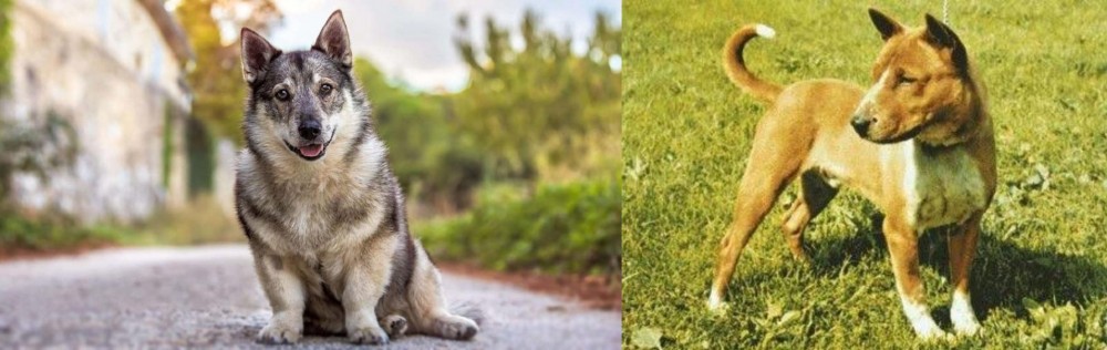 Telomian vs Swedish Vallhund - Breed Comparison