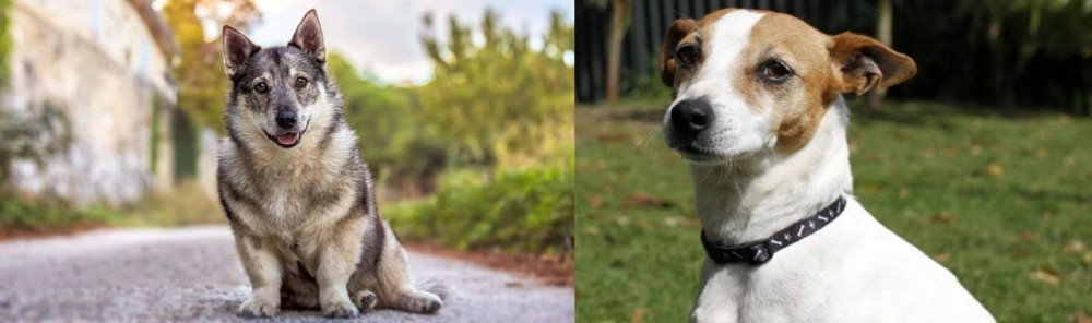 Tenterfield Terrier vs Swedish Vallhund - Breed Comparison