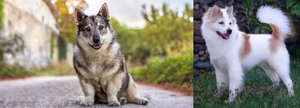 Thai Bangkaew vs Swedish Vallhund - Breed Comparison