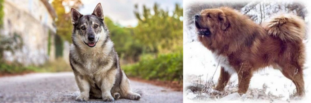Tibetan Kyi Apso vs Swedish Vallhund - Breed Comparison