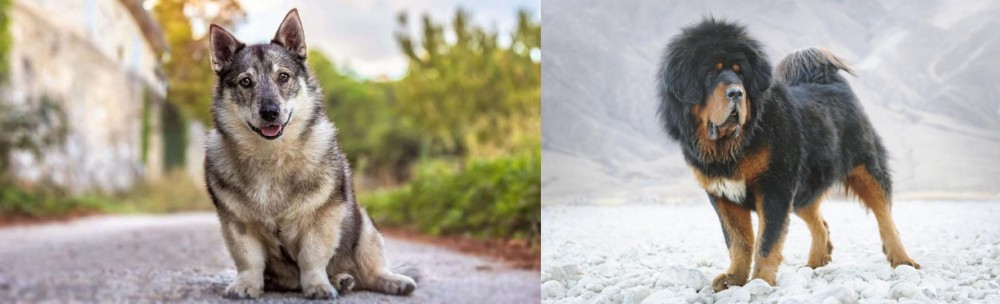 Tibetan Mastiff vs Swedish Vallhund - Breed Comparison