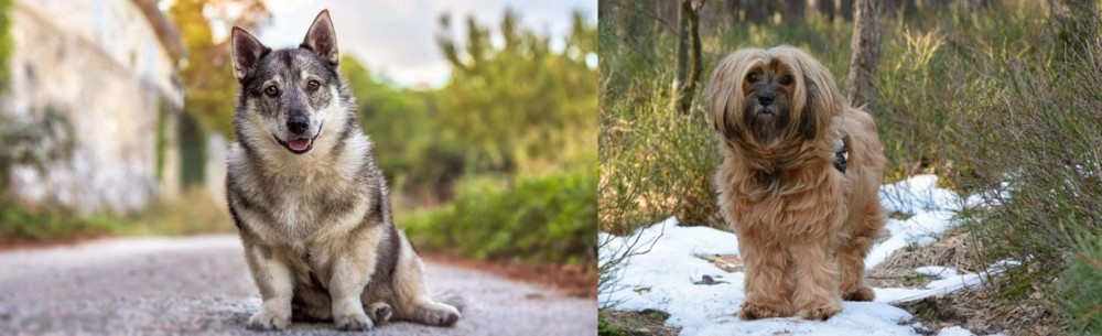 Tibetan Terrier vs Swedish Vallhund - Breed Comparison