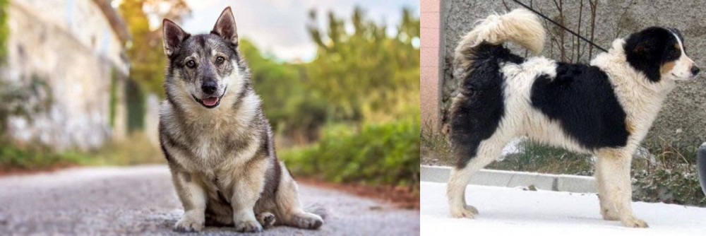 Tornjak vs Swedish Vallhund - Breed Comparison