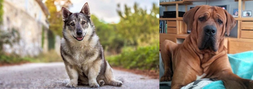 Tosa vs Swedish Vallhund - Breed Comparison