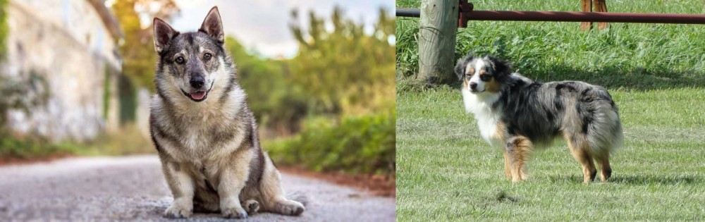 Toy Australian Shepherd vs Swedish Vallhund - Breed Comparison