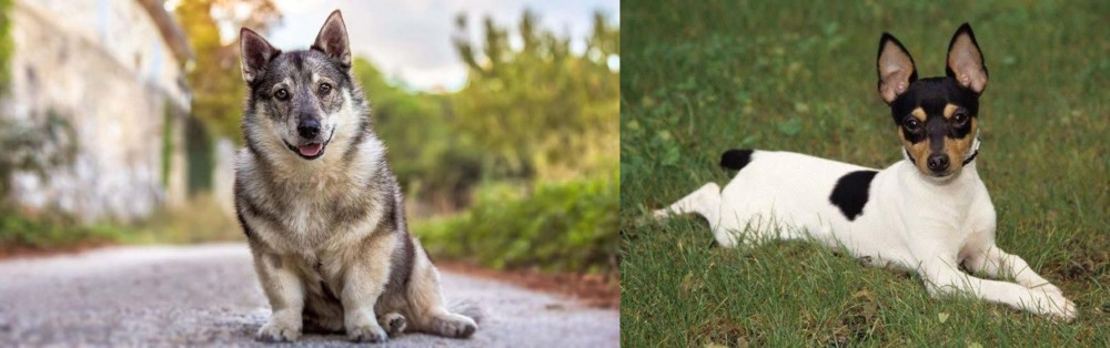 Toy Fox Terrier vs Swedish Vallhund - Breed Comparison