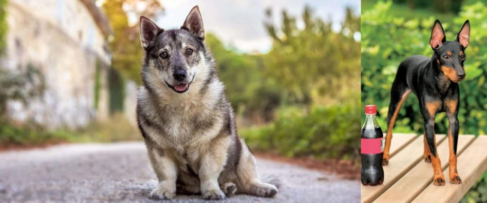 Toy Manchester Terrier vs Swedish Vallhund - Breed Comparison