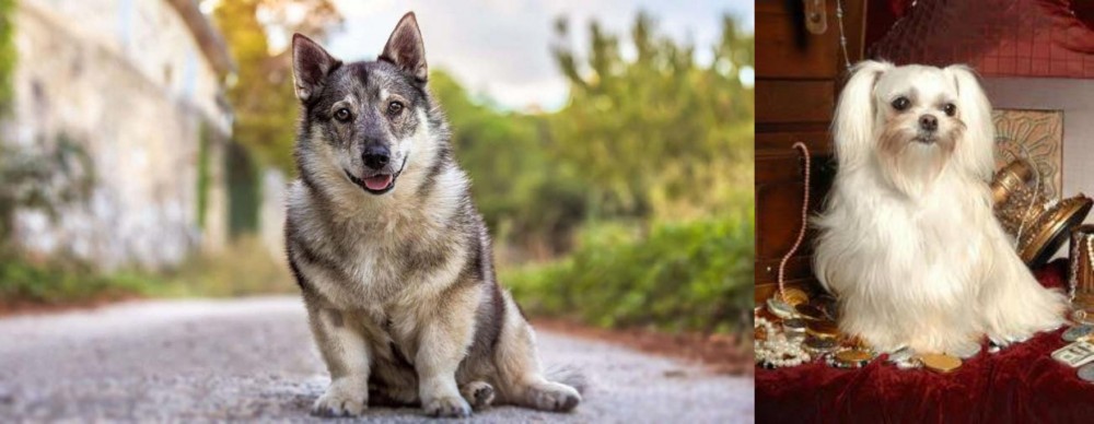 Toy Mi-Ki vs Swedish Vallhund - Breed Comparison