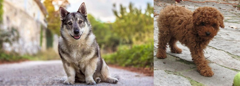 Toy Poodle vs Swedish Vallhund - Breed Comparison