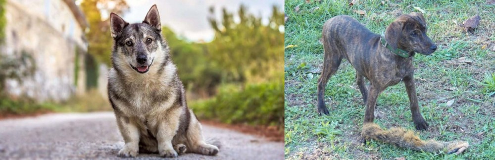 Treeing Cur vs Swedish Vallhund - Breed Comparison