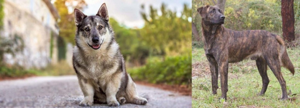 Treeing Tennessee Brindle vs Swedish Vallhund - Breed Comparison