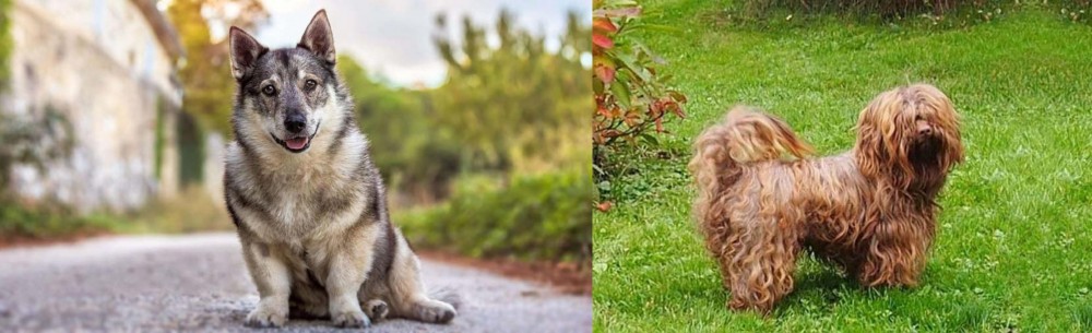 Tsvetnaya Bolonka vs Swedish Vallhund - Breed Comparison