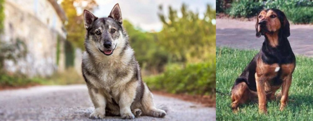 Tyrolean Hound vs Swedish Vallhund - Breed Comparison