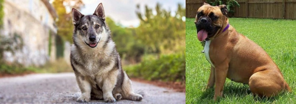 Valley Bulldog vs Swedish Vallhund - Breed Comparison