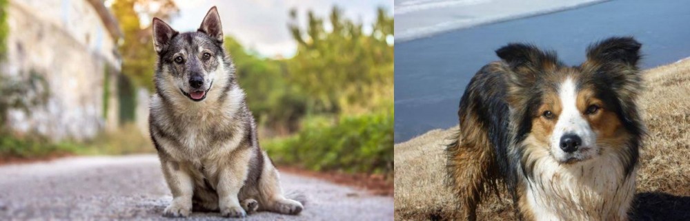 Welsh Sheepdog vs Swedish Vallhund - Breed Comparison